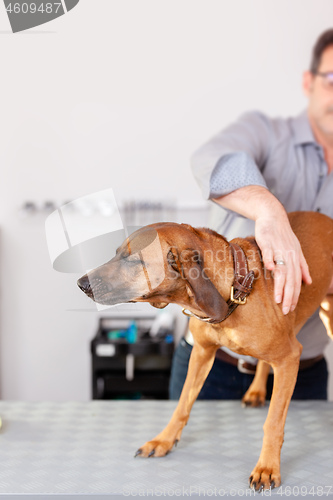 Image of Bavarian Welding Dog Grooming