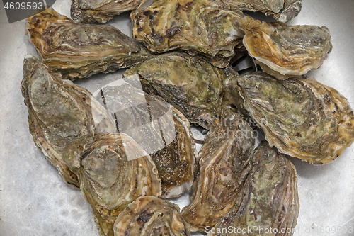 Image of Pile of Oysters