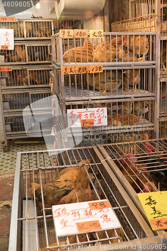 Image of Poultry Cages