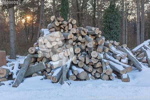 Image of Firewood in Wood