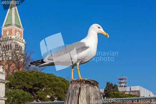 Image of Seagull Bird Venice