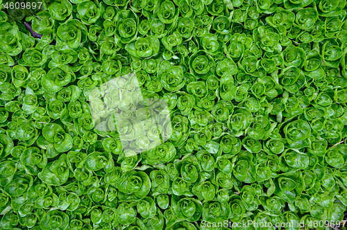 Image of Abstract water plant green leaves background