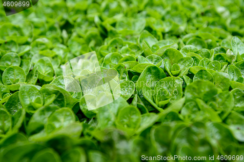 Image of Abstract water plant green leaves background with shalllow DOF