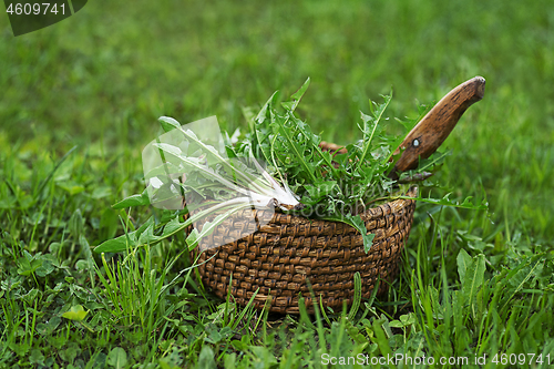 Image of Dandelion spring lettuce