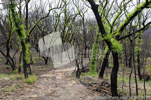 Image of Fluffy leafed trees regeneration after bush fires