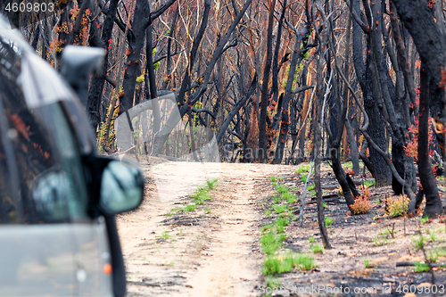 Image of Driving through burnt bush land after summer fires
