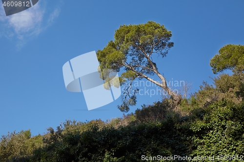 Image of Leaves of a treetop