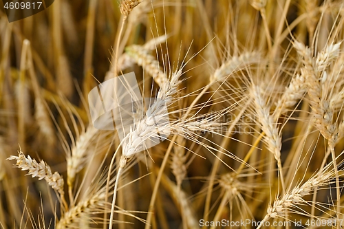 Image of Wheat field detail