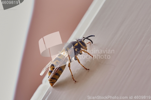 Image of Wasp on white background