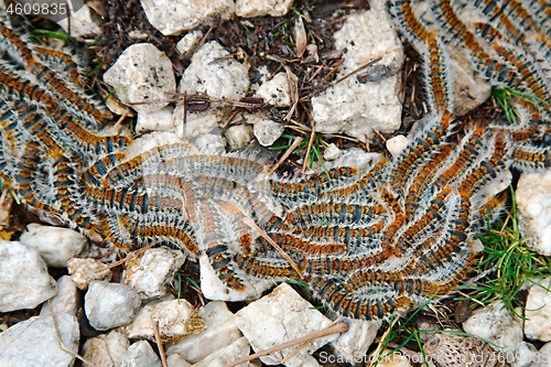 Image of Caterpillars crawling in swarm