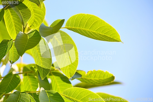 Image of Green Leaves of Spring