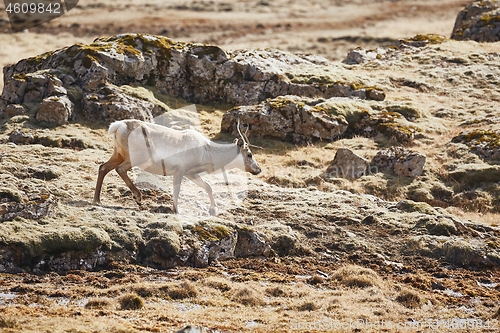 Image of Reindeer living in Iceland