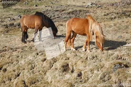 Image of Horse grazing on a field