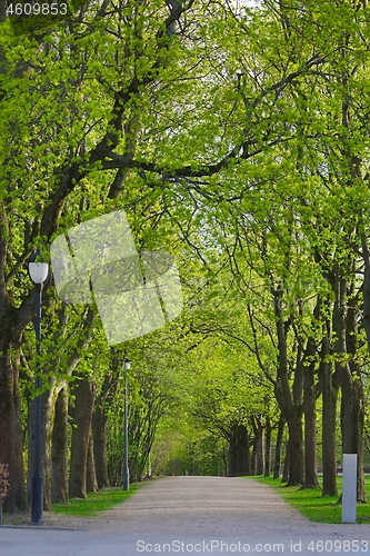 Image of PArk with line of trees