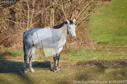 Image of Horse on a farm field