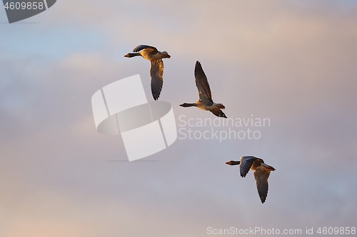 Image of Geese glying in sunset