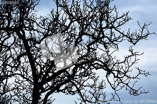 Image of Bare tree branches