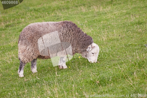 Image of Ram grazing on a meadow
