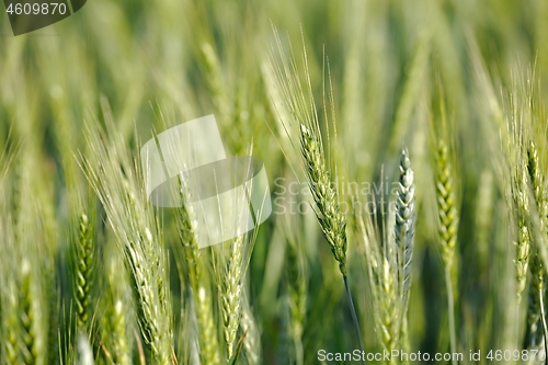 Image of Wheat field closeup