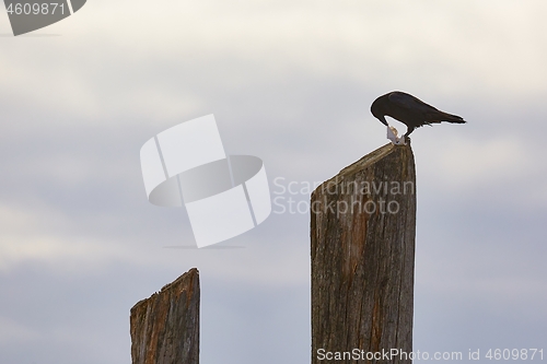 Image of Crow on wooden pole