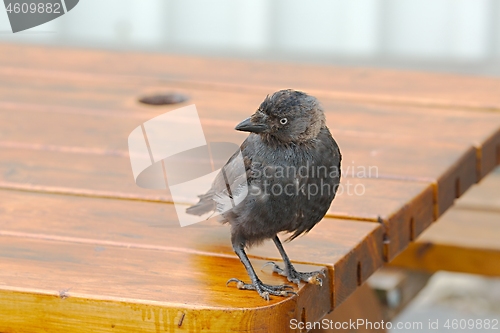 Image of Young crow on a table