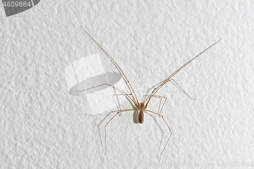 Image of Spider on the wall