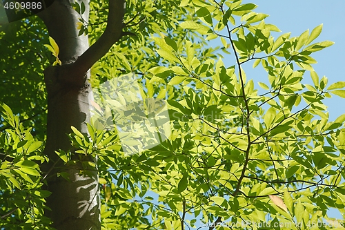 Image of Spring Green Leaves