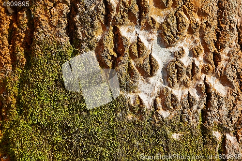 Image of Tree trunk in a forest