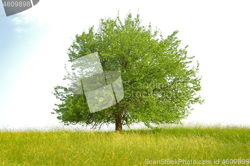Image of Tree on a field