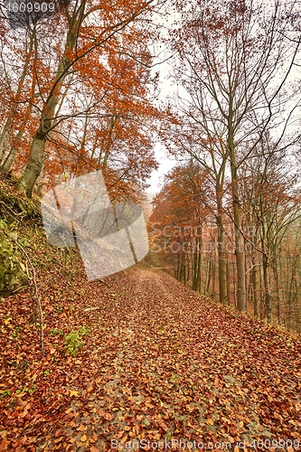 Image of Autumn forest path