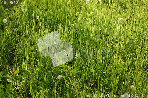 Image of Green Grass Field