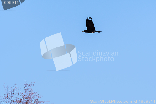 Image of Black Raven bird in flight