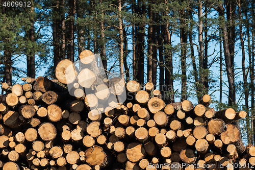 Image of Stacked pulpwood biomass 