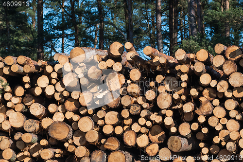 Image of Pulpwood biomass stacked in a logpile