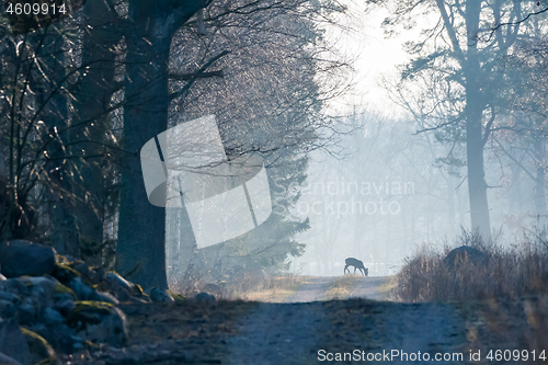 Image of Roe deer in the first morning light