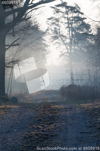 Image of Foggy country road in the forest