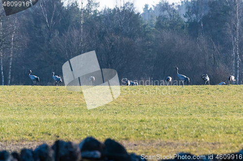 Image of Floch with common cranes