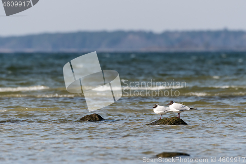 Image of Couple gulls on a stone by the coast