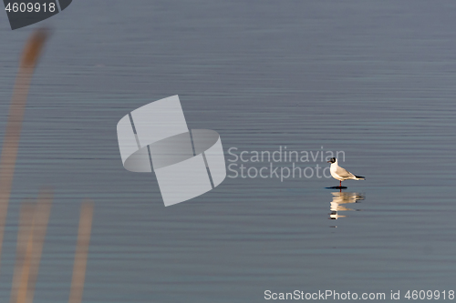 Image of Seagull standing on a rock by seaside