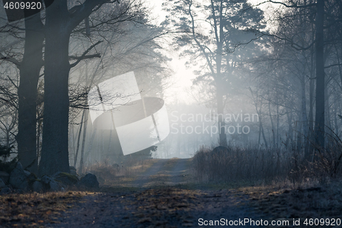 Image of Misty dirt road in the woods