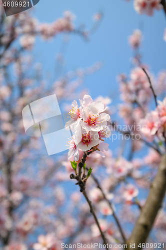 Image of Macro closeup of blooming almond tree pink flowers during springtime