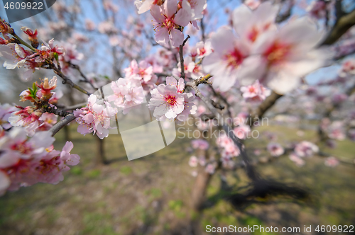 Image of Macro closeup of blooming almond tree pink flowers during springtime