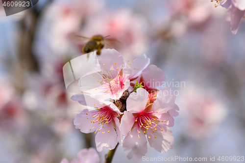 Image of Macro closeup of blooming almond tree pink flowers with flying bee