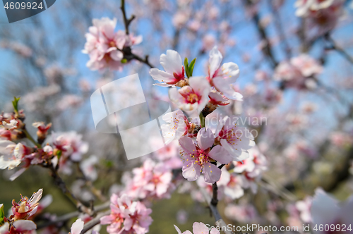Image of Closeup of blooming almond tree pink flowers during springtime