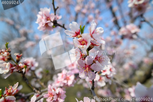Image of Closeup of blooming almond tree pink flowers during springtime