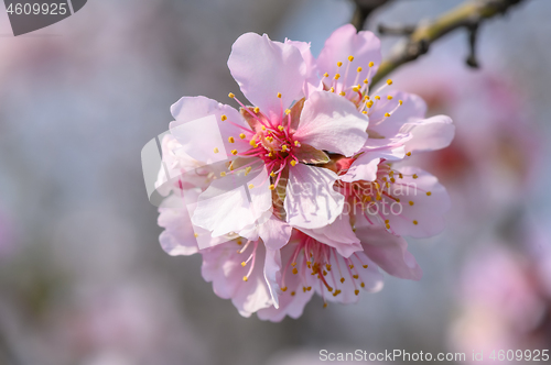 Image of Macro closeup of blooming almond tree pink flowers during springtime