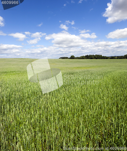 Image of field with green wheat.