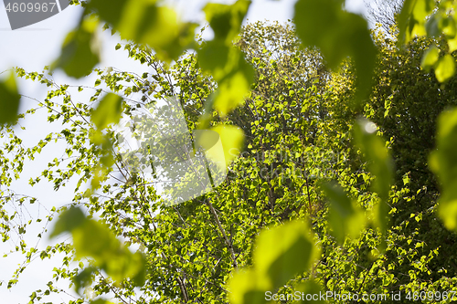 Image of Green foliage birch spring