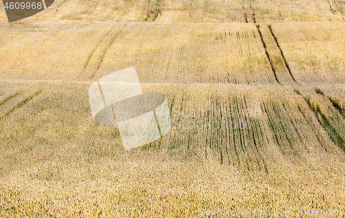 Image of Yellow field with cereal