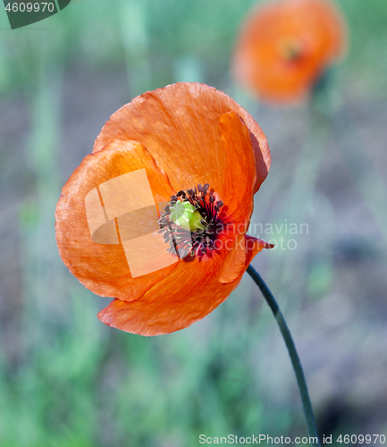 Image of Red Poppy in the field